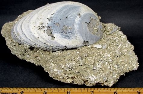 Giant Clam Shell Fossil Best Price | www.aceperu.org