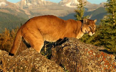 Características del puma