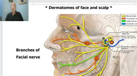 Anatomy Of Head And Neck Module In Arabic Anatomy Of Scalp Part