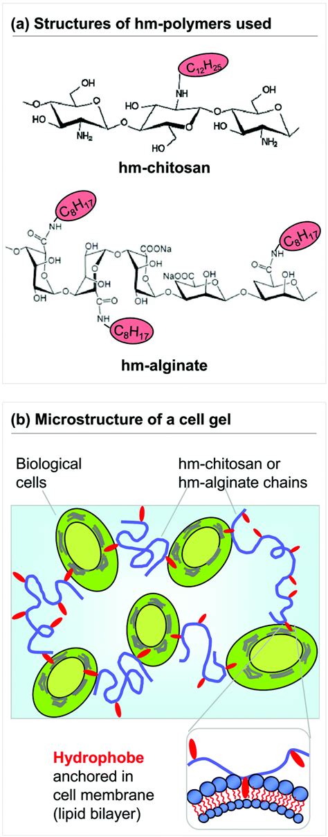 Reversible Gelation Of Cells Using Self Assembling Hydrophobically