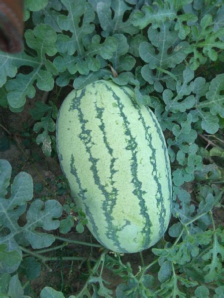 Hybrid Watermelon Seeds Jivkar Seeds Pvt Ltd Gandhinagar Gujarat