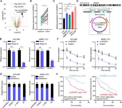 Circrobo1 Is Overexpressed In Hcc A Volcano Plot Showing