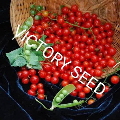 Jual Victory Seed Bibit Benih Buah Tomat Cherry Merah Isi 10 Biji