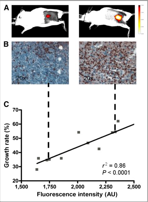 Figure 2 From Optical In Vivo Imaging Of The Alarmin S100a9 In Tumor