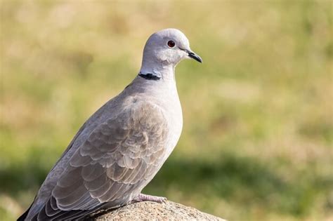 Una sola paloma de collar euroasiático o streptopelia decaocto sentada