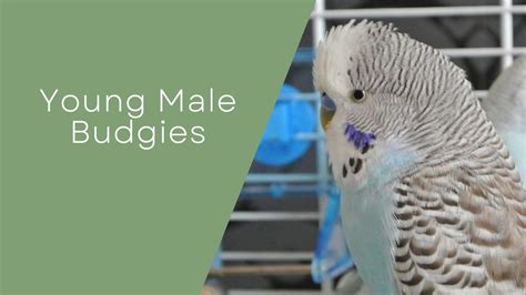 Young Male Budgies Things To Know