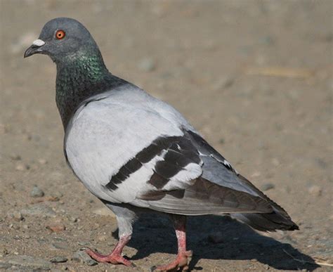 Klasifikasi Burung Merpati Id