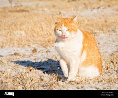 Portrait ginger white tom cat hi-res stock photography and images - Alamy