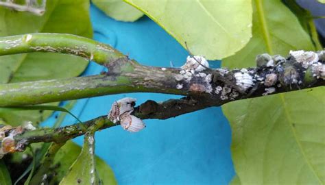 Cocciniglia Rimedi Naturali Per Liberarcene Ambiente Bio