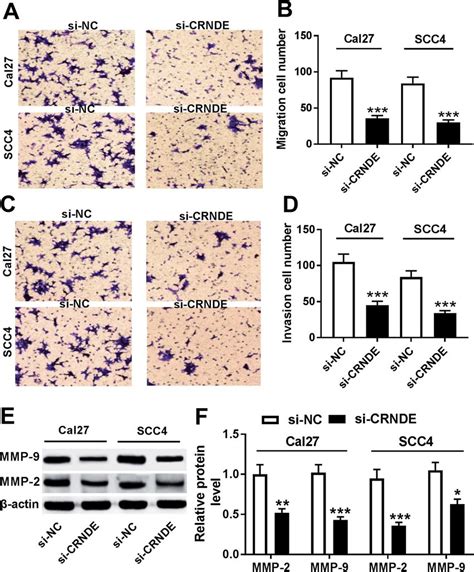 CRNDE Knockdown Repressed The Migration Invasion And Related Proteins