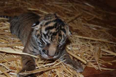 Sumatran Tiger Cub Born at Sacramento Zoo | Live Science