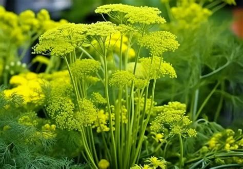 How To Grow Dill From Seed In Pots Fastest Growth Sharingideas Me