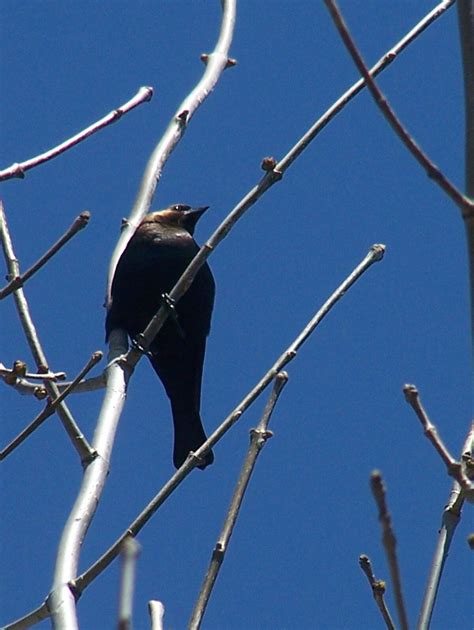Brown-headed Cowbird | Birds Wiki | Fandom