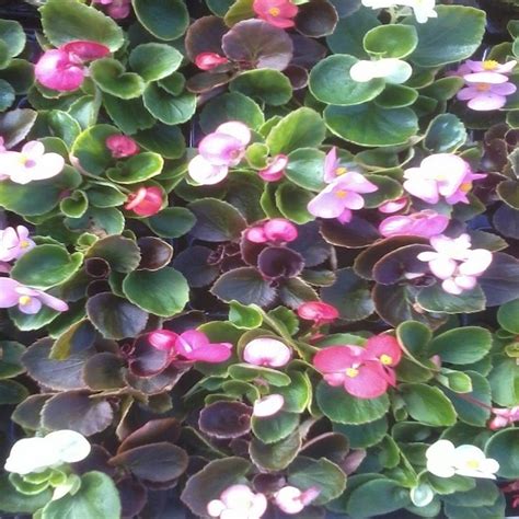 Begonia Semperflorens Plug Plants Bedding Plugs Fuchsia