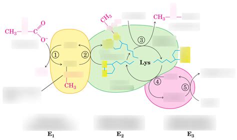 Pyruvate Dehydrogenase Diagram Quizlet