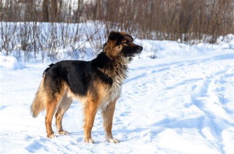 Irish Setter Mixed With Lab