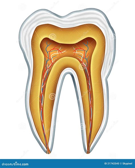 De Medische Anatomie Van De Tand Stock Illustratie Illustration Of