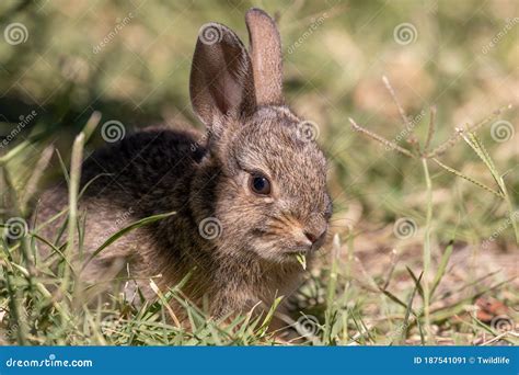 Cute Baby Cottontail Rabbit Close Up Stock Image - Image of rabbit ...