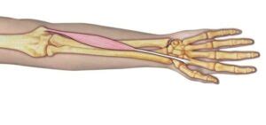 Flexor radial del carpo origen inseción irrigación inervación acción