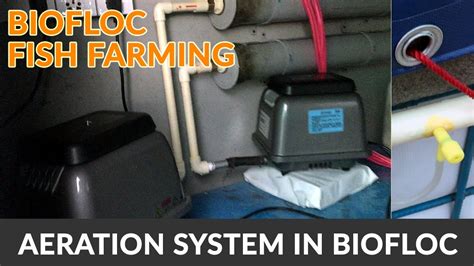 Aeration System For Commercial Biofloc Fish Farming With Biofloc