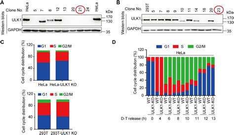 Cdk1 Phosphorylates Ulk1 Atg13 Complex To Regulate Mitotic Autophagy