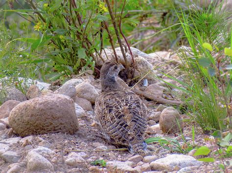 Camouflage Grouse Photograph by Chad Vidas - Pixels