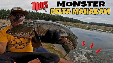 Casting Ikan Gabus Monster Delta Mahakam Air Surut Shimano Slx Dc