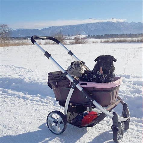 2020 The Best Dog Strollers Buyers Guide Pawgearlab