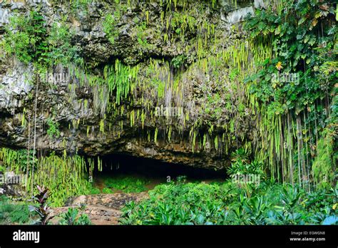 Fern Grotto In Wailua River State Park Kauai Hawaii Usa Stock Photo