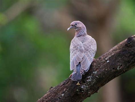 pombo asa branca Dicionário Infopédia da Língua Portuguesa