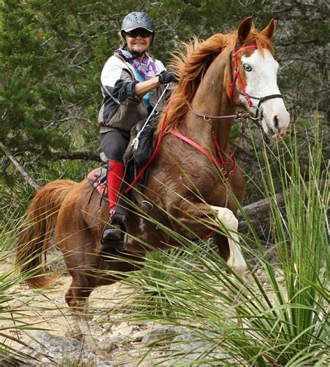 Azteca Stables - Horse Boarding, Horse Training, Riding Lessons