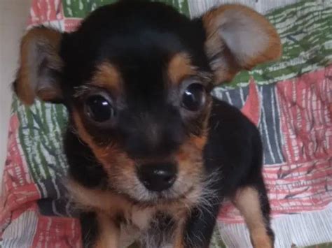 Un chiot mâle Chihuahua noir fauve non LOF à acheter Petite Annonce