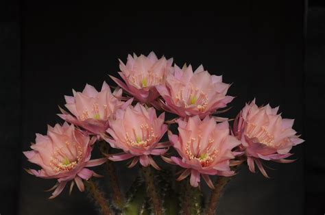 Echinopsis Hybrid Peach Ishtaar India S 1 Online Garden Store Buy