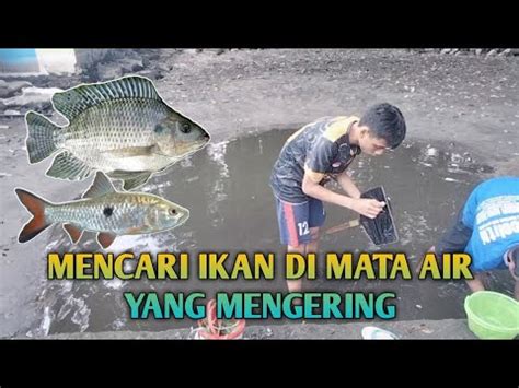 MATA AIR MENGERING Ikan Ikan Pada Kekeringan Banyak Yang Mati YouTube