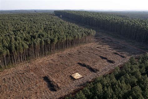 Fundaci N Greenpeace Argentina Misiones Comunidades Guaran Es Y