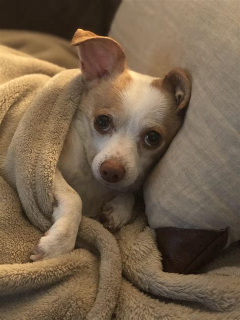 Why 10am central time is surprisingly the best time to nap 13