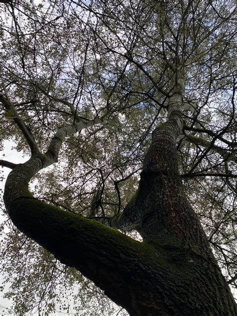 Unsere Bäume Silber Pappel Populus alba Forst erklärt