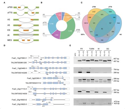 Alternative Isoform Production Events ATSS ATTS And AS