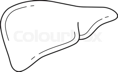 Human Liver Line Icon Stock Vector Colourbox