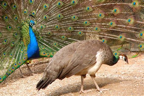How Much Does a Peacock Cost? (2026 Price Guide)