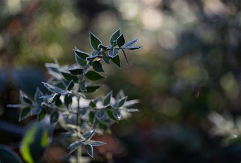 Fragon Petit Houx Ruscus Aculeatus Apr S Une Gel E Blanc Flickr