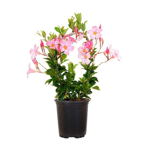 United Nursery Mandevilla Hoop Pink Live Outdoor Vining Plant In 6 Inch