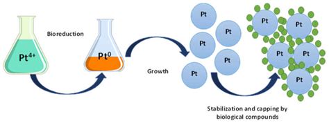 Jfb Free Full Text Green Synthesis Of Platinum Nanoparticles For