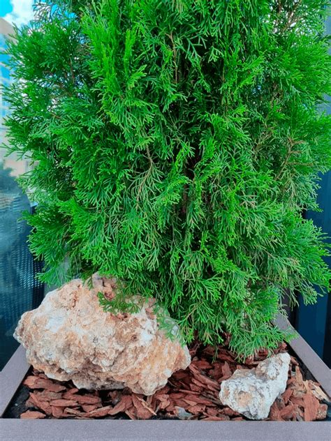 Кашпо из ДПК на террасе - Fitodecor