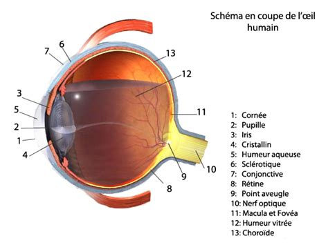 Schéma et lexique de lœil TPE illusions doptique