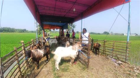 Jelang Idul Adha Penjual Kambing Kurban Di Kendal Mengaku Masih Sepi