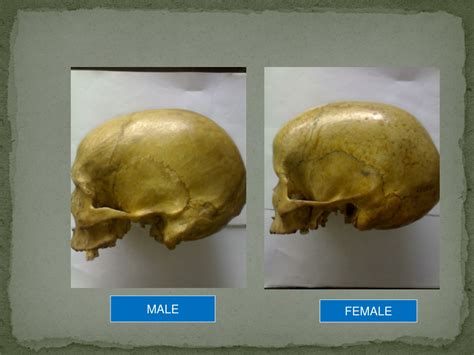 PPT SEX DETERMINATION FROM HUMAN SKELETAL REMAINS SKULL PELVIS