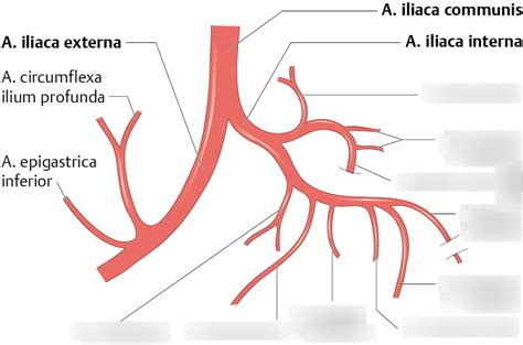 A Iliaca Interna 1 Diagram Quizlet