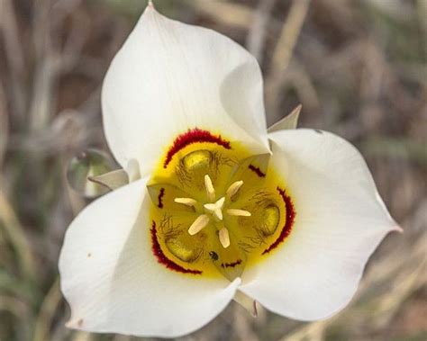 Photo Courtesy Of Canyonlands National Park A Perennial The State