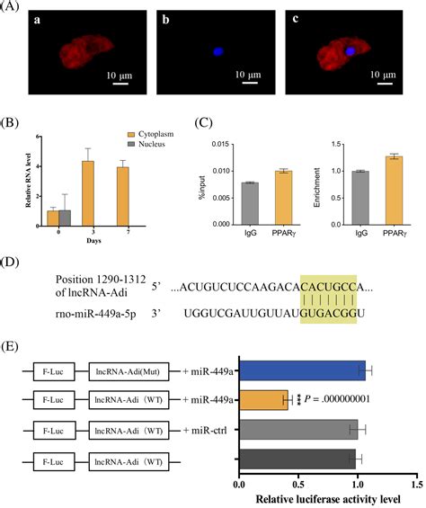 The Novel Long Noncoding RNA LncRNAAdi Regulates Adipogenesis Chen